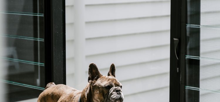 dogs in Brisbane houses