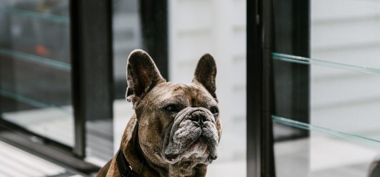 French Bulldog IN front of windows